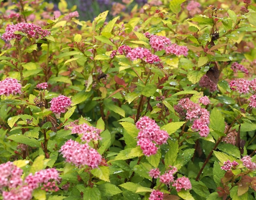 Spiraea japonica 'WALBUMA/Walberton-s® Magic Carpet'